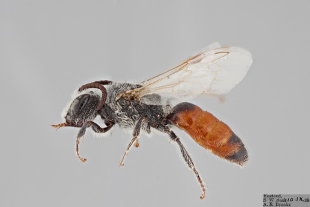 [Sphecodes lautipennis male (lateral/side view) thumbnail]